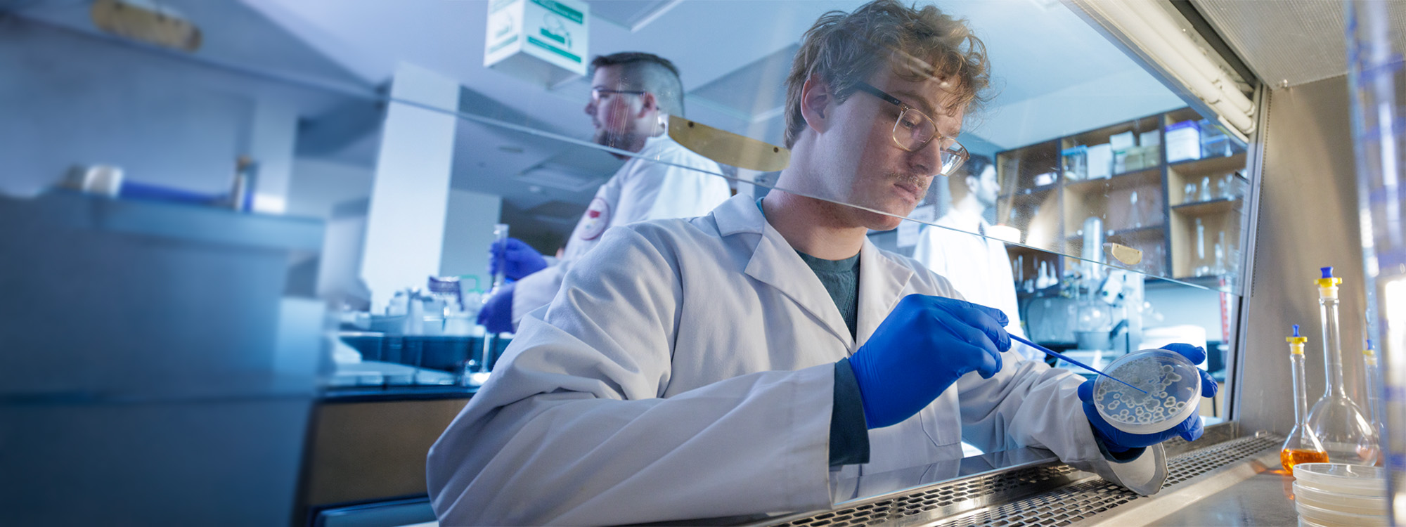 Chemistry student looking at bacteria in Petri dish